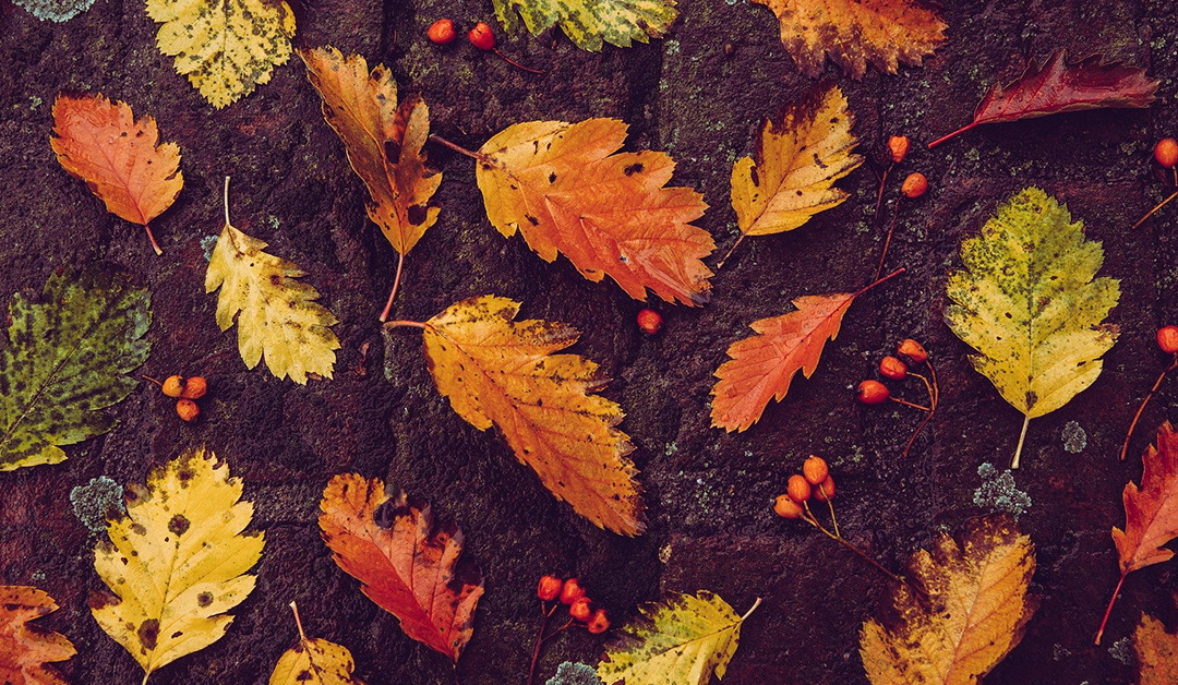 Giving thanks