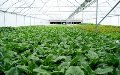 New Year Leafy Greens Depend on AirSep Oxygen Generation Systems