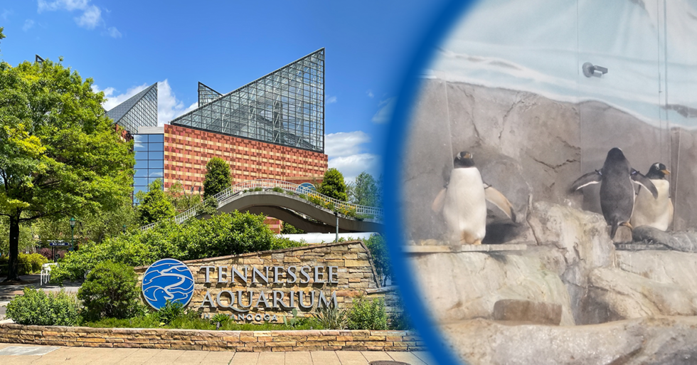 AirSep Topaz Oxygen Generators Key in Ozone Generation for Beautiful