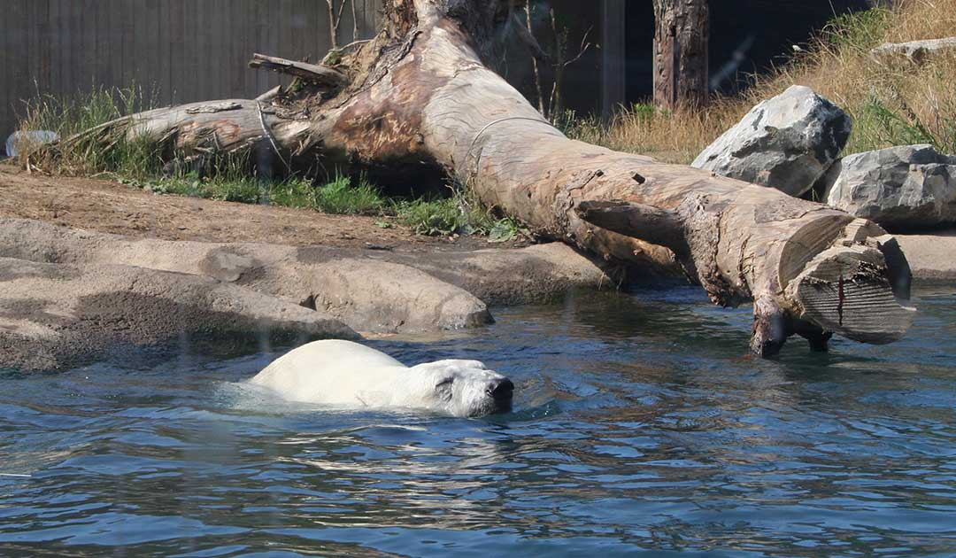 Providing Clean Water for Animals, Fish